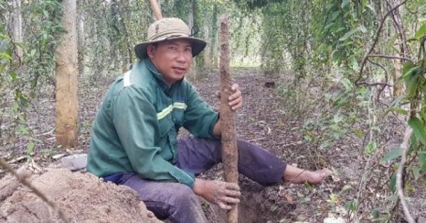 Trồng loài cây ra củ dài cả mét, trước ăn chống đói, nay là đặc sản