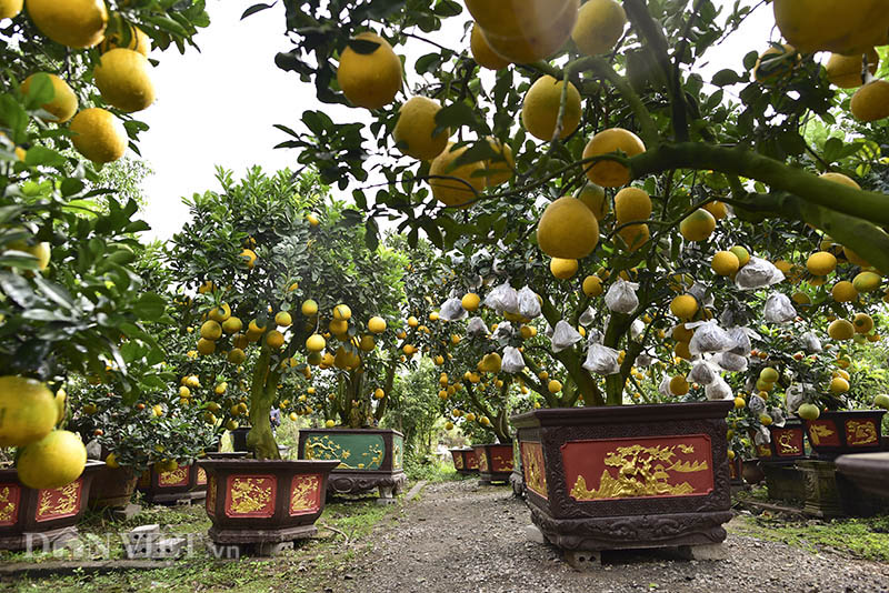 dan buoi choi tet sang chanh toan qua la qua, gia ca tram trieu/cay hinh anh 1