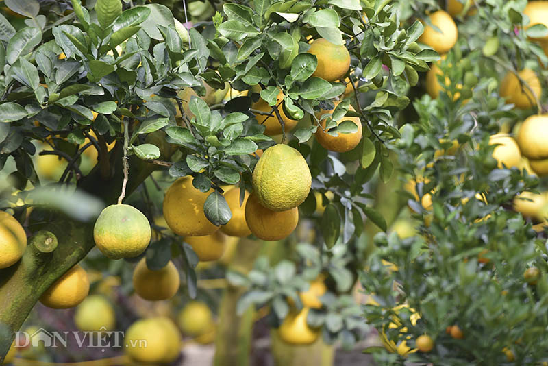 dan buoi choi tet sang chanh toan qua la qua, gia ca tram trieu/cay hinh anh 10