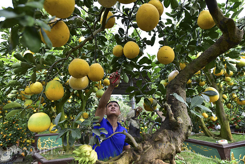 dan buoi choi tet sang chanh toan qua la qua, gia ca tram trieu/cay hinh anh 2