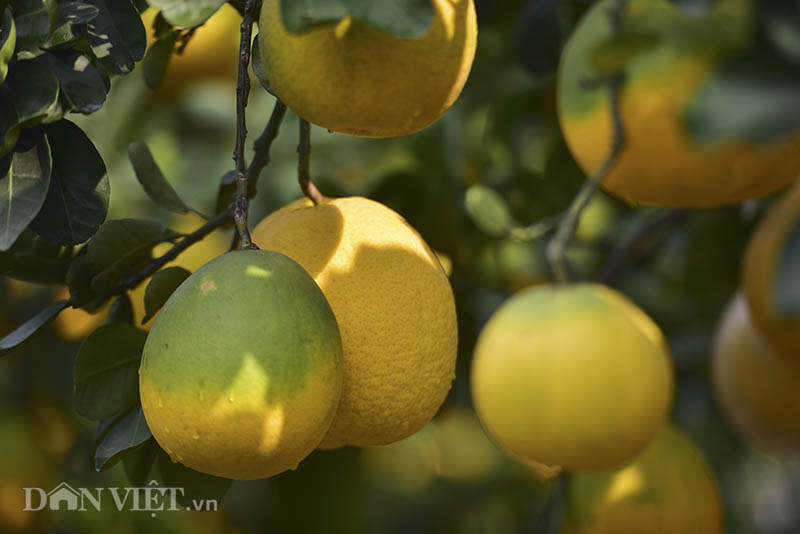 dan buoi choi tet sang chanh toan qua la qua, gia ca tram trieu/cay hinh anh 3