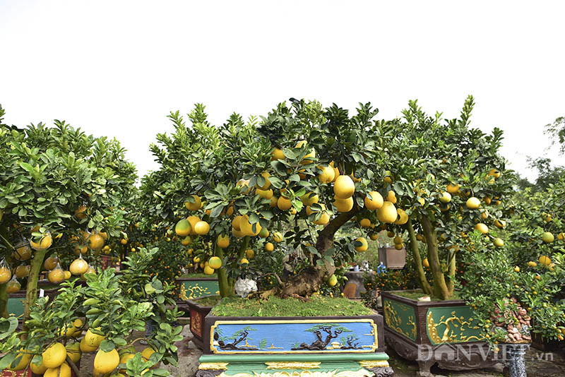 dan buoi choi tet sang chanh toan qua la qua, gia ca tram trieu/cay hinh anh 4