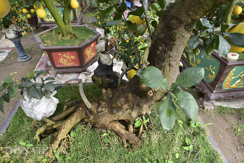 dan buoi choi tet sang chanh toan qua la qua, gia ca tram trieu/cay hinh anh 6