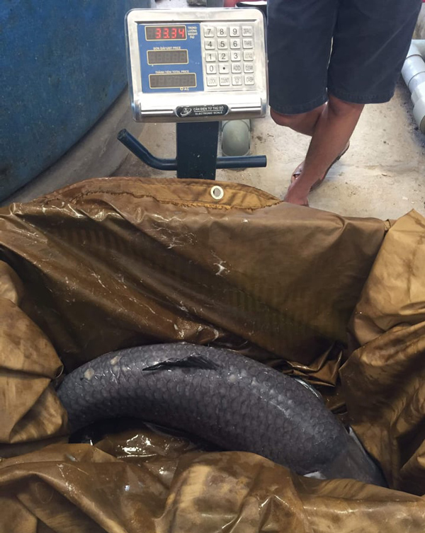 dai gia phu tho chi hon chuc trieu dong chi de mua mot con ca “khung” hinh anh 2