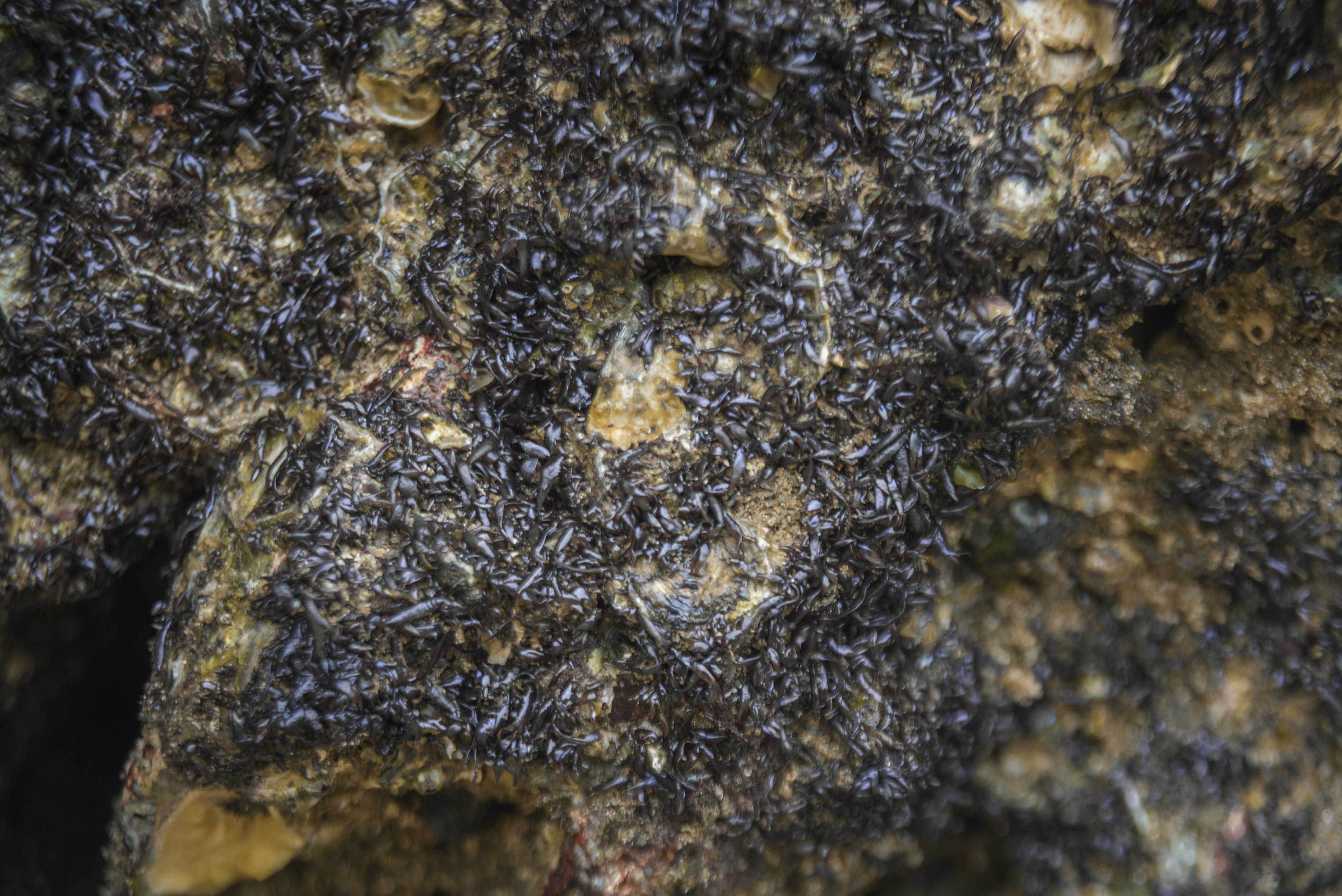 la ky thu banh lam tu rau cao o bien, an kem voi ca kho moi ngon hinh anh 1