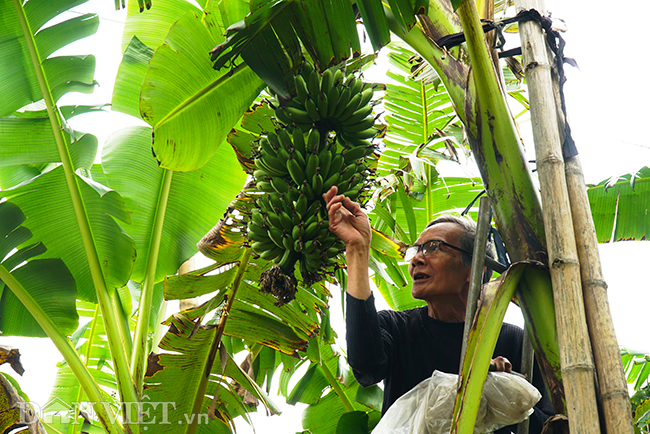 chuoi “tien vua” que chi pheo gia tang chong mat van chay hang tet hinh anh 1