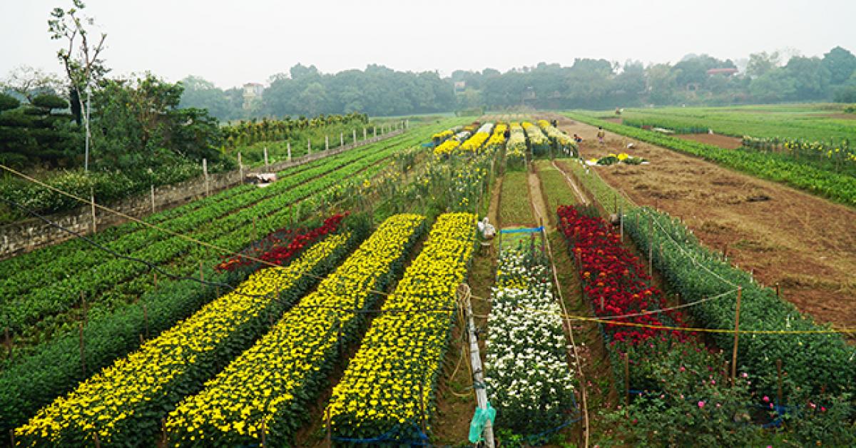 Chẳng ngờ ngay gần Hà Nội lại có làng hoa đẹp nao lòng nhường này