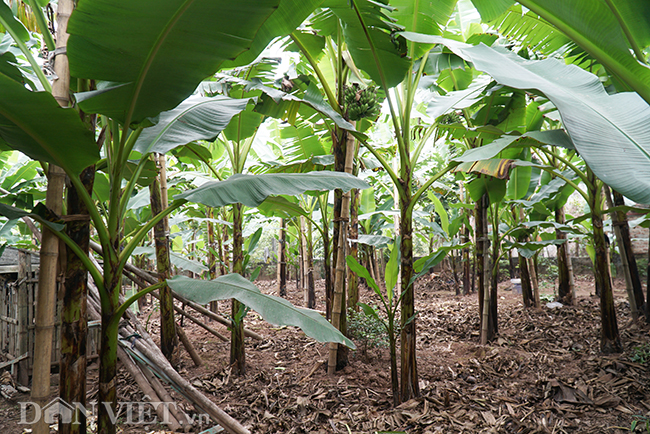 chuoi “tien vua” que chi pheo gia tang chong mat van chay hang tet hinh anh 6
