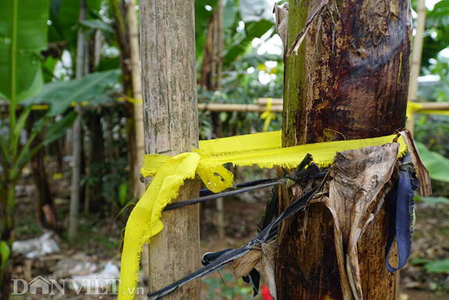 chuoi “tien vua” que chi pheo gia tang chong mat van chay hang tet hinh anh 7