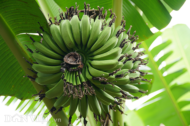 chuoi “tien vua” que chi pheo gia tang chong mat van chay hang tet hinh anh 2