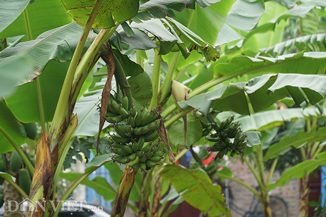 chuoi “tien vua” que chi pheo gia tang chong mat van chay hang tet hinh anh 4