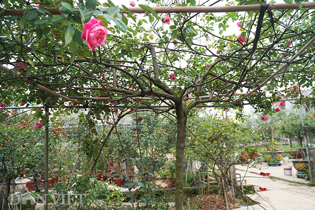 anh, clip: hong co sa pa gia gan tram trieu cua nong dan ha nam hinh anh 4