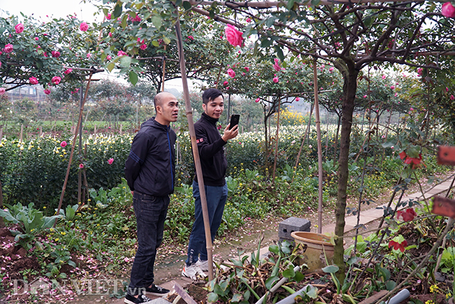 anh, clip: hong co sa pa gia gan tram trieu cua nong dan ha nam hinh anh 5