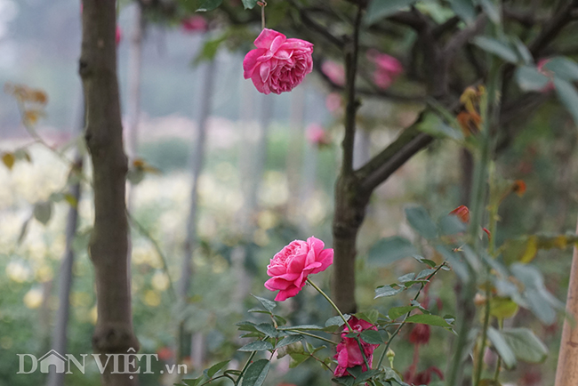 anh, clip: hong co sa pa gia gan tram trieu cua nong dan ha nam hinh anh 12