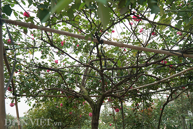 anh, clip: hong co sa pa gia gan tram trieu cua nong dan ha nam hinh anh 9