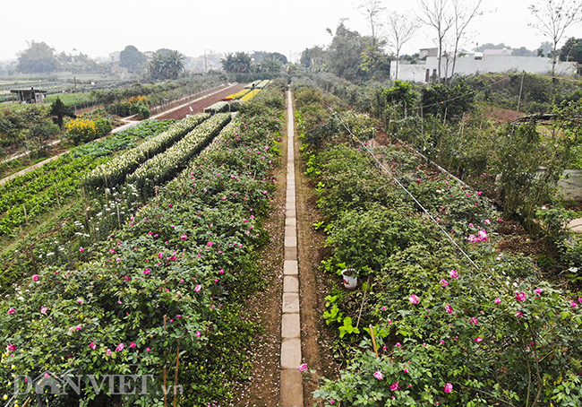 anh, clip: hong co sa pa gia gan tram trieu cua nong dan ha nam hinh anh 1