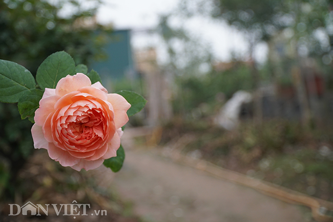 anh, clip: hong co sa pa gia gan tram trieu cua nong dan ha nam hinh anh 13