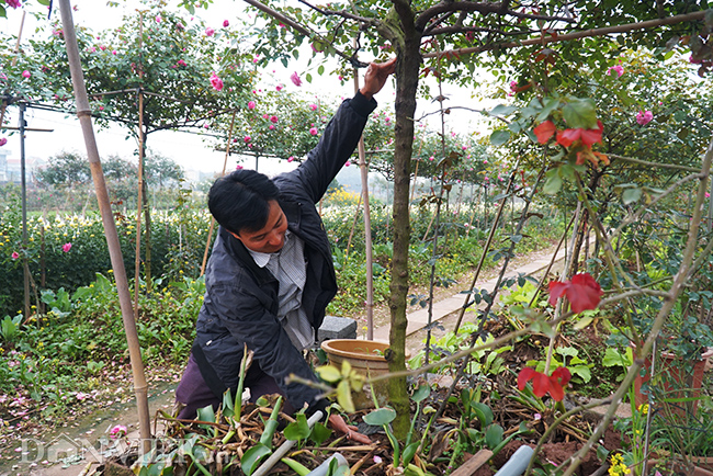 anh, clip: hong co sa pa gia gan tram trieu cua nong dan ha nam hinh anh 7