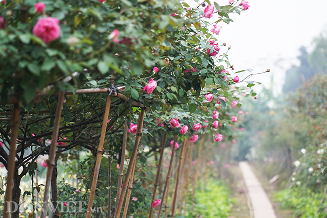 anh, clip: hong co sa pa gia gan tram trieu cua nong dan ha nam hinh anh 3