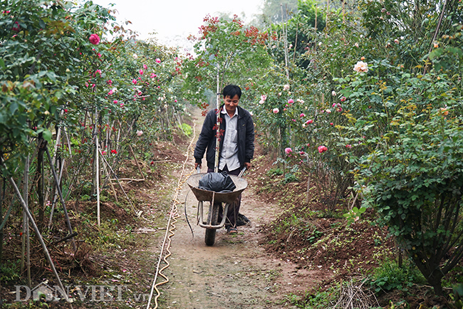 anh, clip: hong co sa pa gia gan tram trieu cua nong dan ha nam hinh anh 2