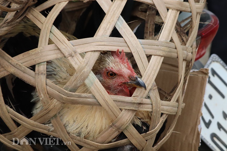 anh: ga xuong den tua chua an da, uong suong dat nhu tom tuoi hinh anh 9