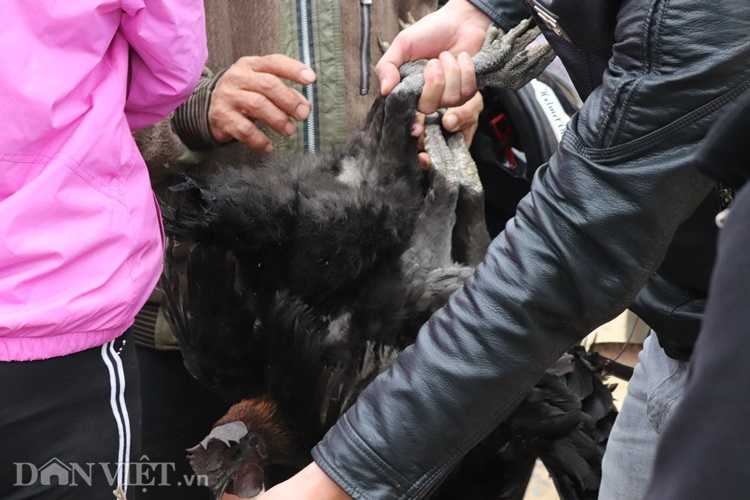 anh: ga xuong den tua chua an da, uong suong dat nhu tom tuoi hinh anh 4