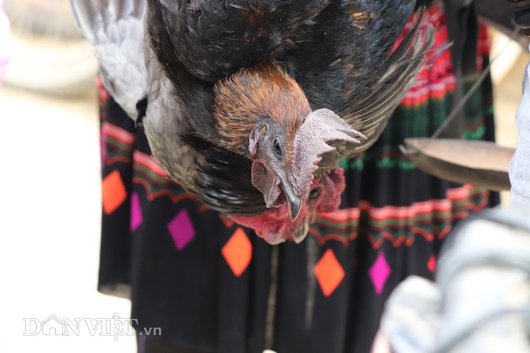 anh: ga xuong den tua chua an da, uong suong dat nhu tom tuoi hinh anh 5