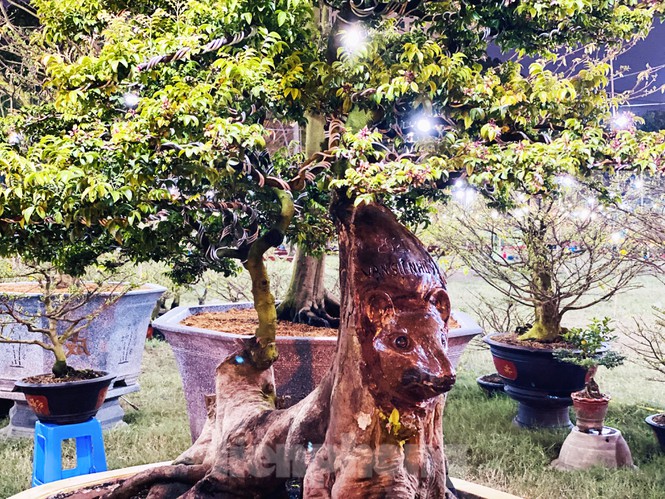 khe 100 tuoi hinh dau chuot doc la, gia 500 trieu gay xon xao hinh anh 1