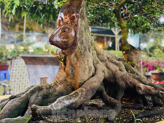 khe 100 tuoi hinh dau chuot doc la, gia 500 trieu gay xon xao hinh anh 5