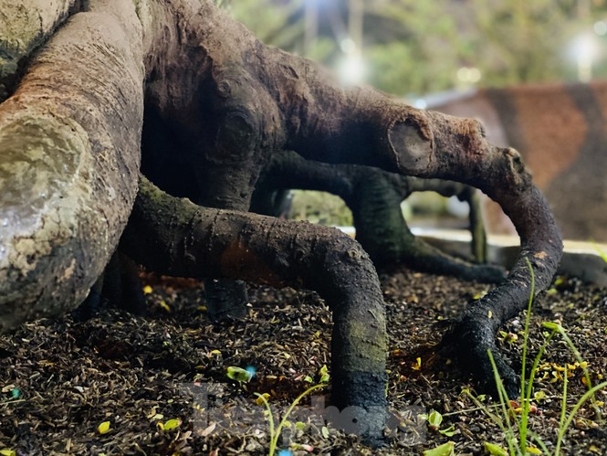 khe 100 tuoi hinh dau chuot doc la, gia 500 trieu gay xon xao hinh anh 6