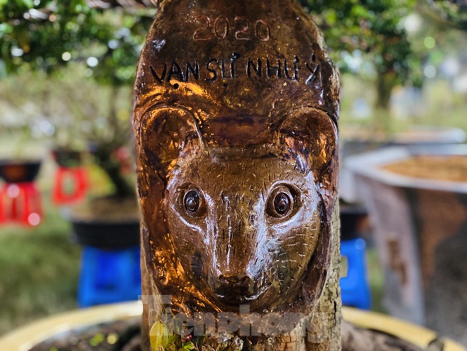 khe 100 tuoi hinh dau chuot doc la, gia 500 trieu gay xon xao hinh anh 7