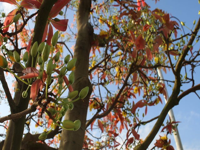 mai co khung khach tra 3 ty khong ban cho thue da dut tui 100 trieu hinh anh 6