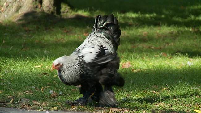 giong ga co cai ten quy toc, co the to bang dua tre, gia len toi 5 trieu/con hinh anh 12