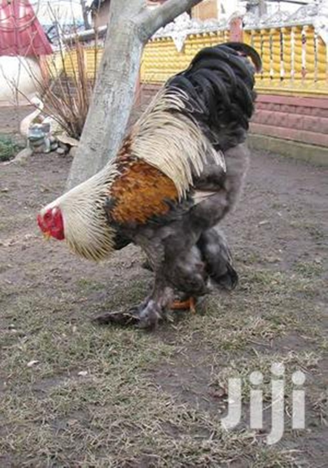 giong ga co cai ten quy toc, co the to bang dua tre, gia len toi 5 trieu/con hinh anh 11