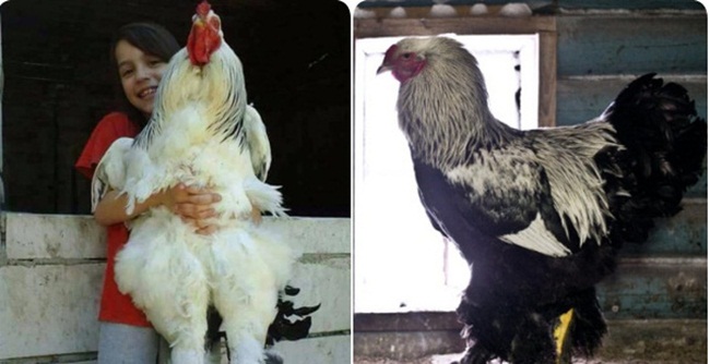 giong ga co cai ten quy toc, co the to bang dua tre, gia len toi 5 trieu/con hinh anh 6