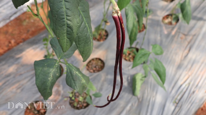 lac vao khu vuon dieu ky toan bau bi doc la cua lao nong da lat hinh anh 14