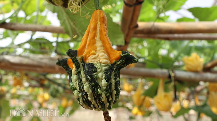 lac vao khu vuon dieu ky toan bau bi doc la cua lao nong da lat hinh anh 11