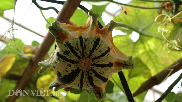 lac vao khu vuon dieu ky toan bau bi doc la cua lao nong da lat hinh anh 12