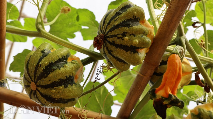 lac vao khu vuon dieu ky toan bau bi doc la cua lao nong da lat hinh anh 10