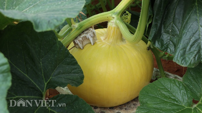 lac vao khu vuon dieu ky toan bau bi doc la cua lao nong da lat hinh anh 6