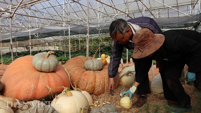 lac vao khu vuon dieu ky toan bau bi doc la cua lao nong da lat hinh anh 7