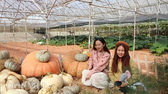 lac vao khu vuon dieu ky toan bau bi doc la cua lao nong da lat hinh anh 1