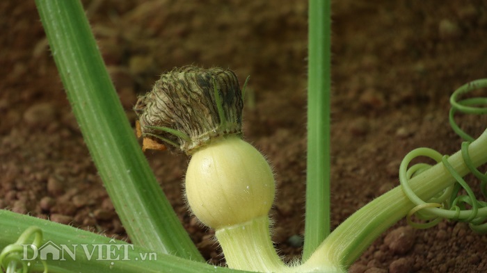 lac vao khu vuon dieu ky toan bau bi doc la cua lao nong da lat hinh anh 5