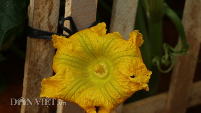 lac vao khu vuon dieu ky toan bau bi doc la cua lao nong da lat hinh anh 4