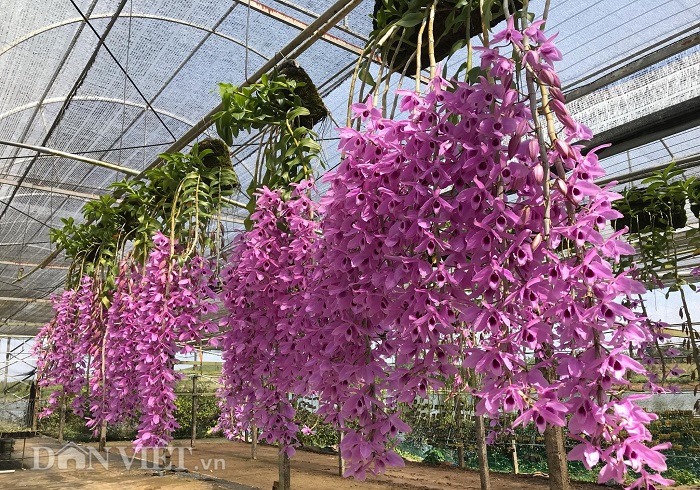 gian phong lan gia hac thanh cui