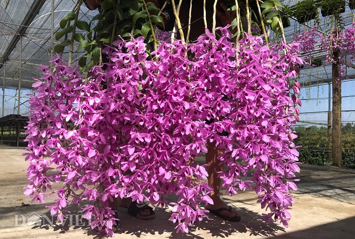 gian phong lan gia hac thanh cui