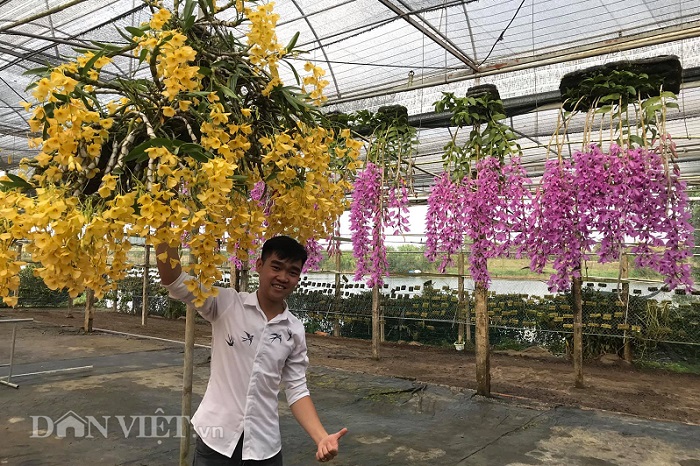 gian phong lan gia hac thanh cui