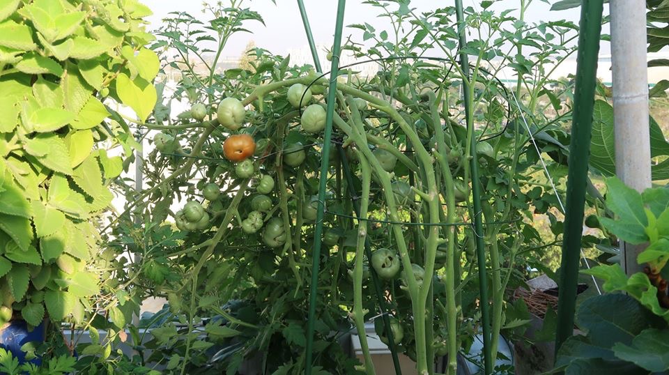 chan viec van phong ve trong vuon rau tren san thuong, van nguoi me hinh anh 8