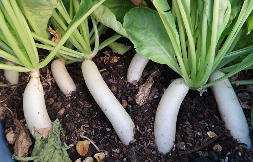 chan viec van phong ve trong vuon rau tren san thuong, van nguoi me hinh anh 9