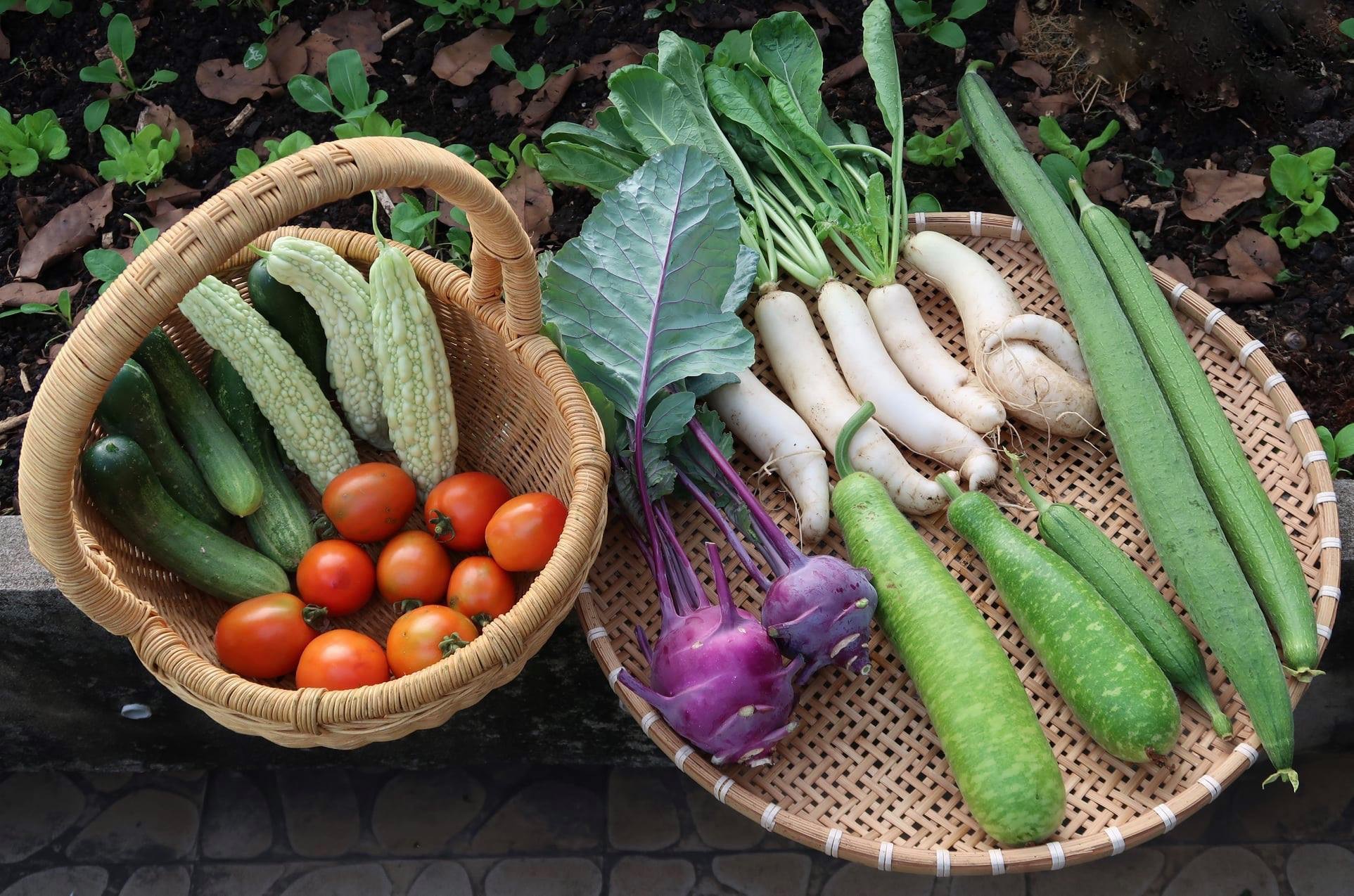 chan viec van phong ve trong vuon rau tren san thuong, van nguoi me hinh anh 3